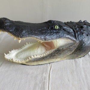 Alligator Taxidermy Head Mount For Sale