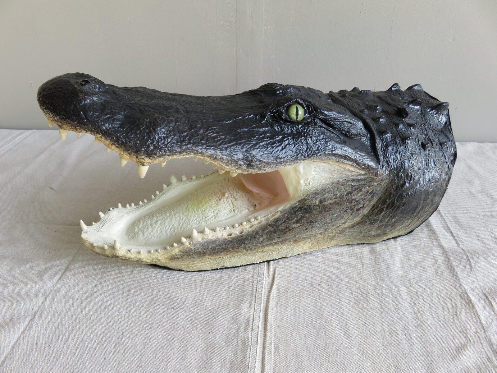 Alligator Taxidermy Head Mount For Sale