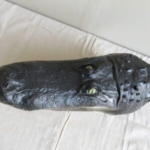 Alligator Taxidermy Head Mount For Sale