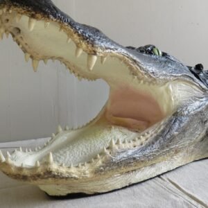 Alligator Taxidermy Head Mount For Sale