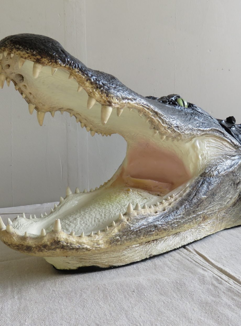 Alligator Taxidermy Head Mount For Sale