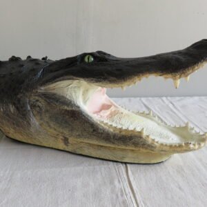 Alligator Taxidermy Head Mount For Sale