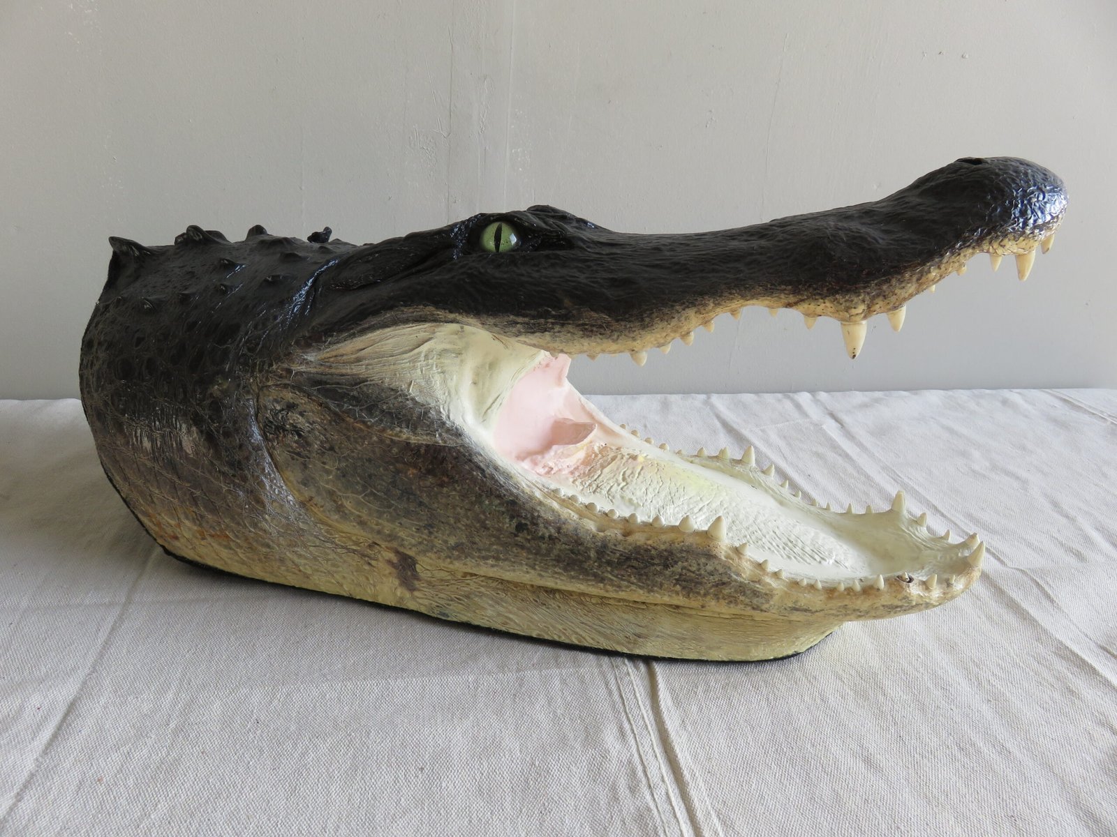 Alligator Taxidermy Head Mount For Sale