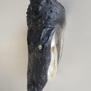 Alligator Taxidermy Head Mount For Sale