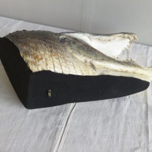 Alligator Taxidermy Head Mount For Sale