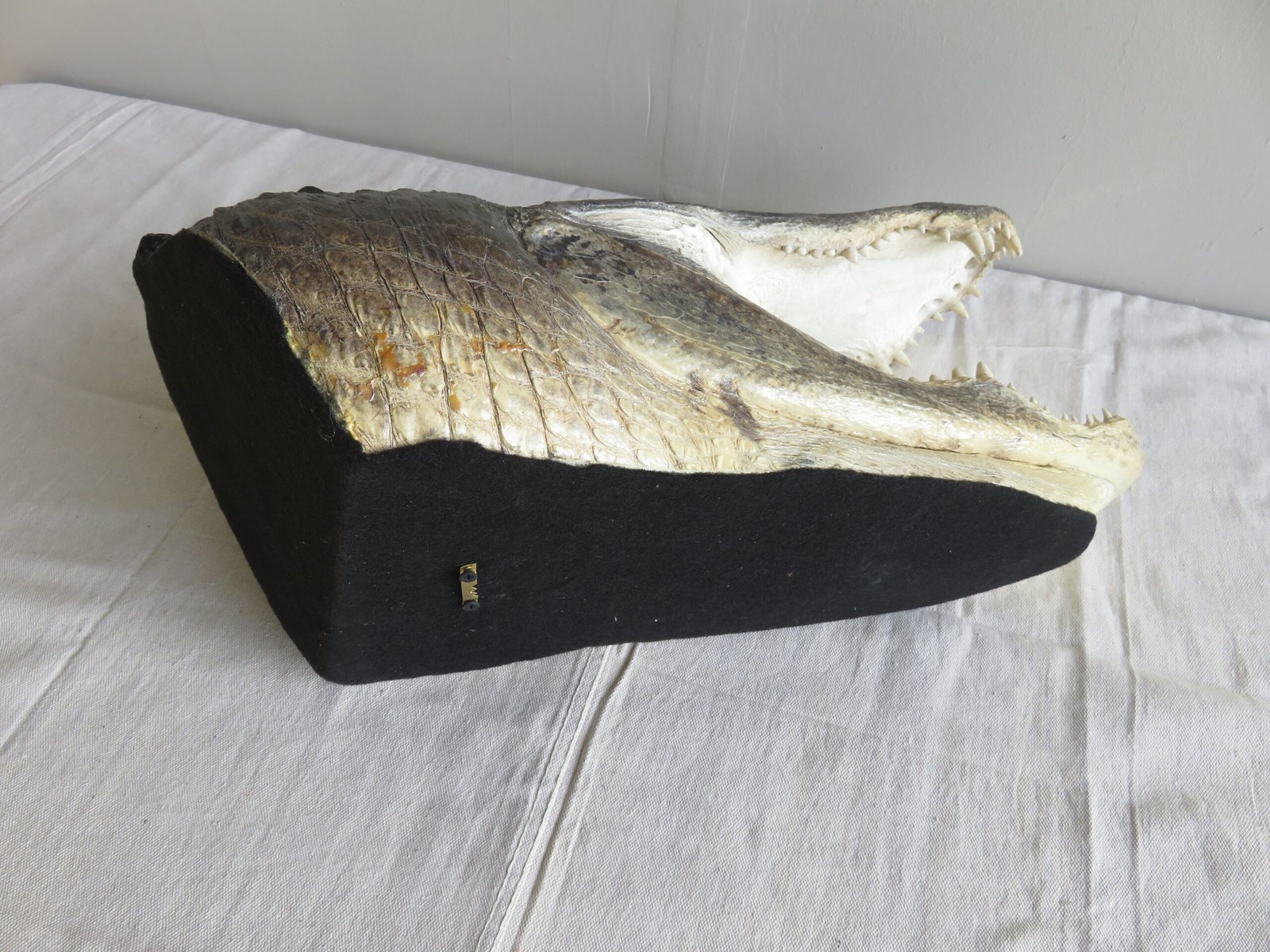 Alligator Taxidermy Head Mount For Sale