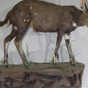 Buy Taxidermy For Sale Online