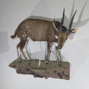 Buy Taxidermy For Sale Online