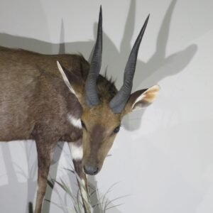 Buy Taxidermy For Sale Online