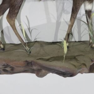 Buy Taxidermy For Sale Online