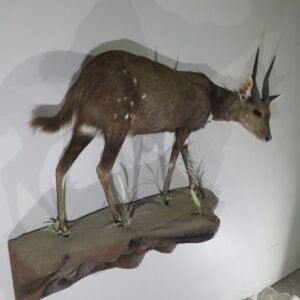 Buy Taxidermy For Sale Online