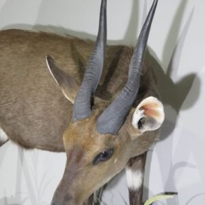 Buy Taxidermy For Sale Online