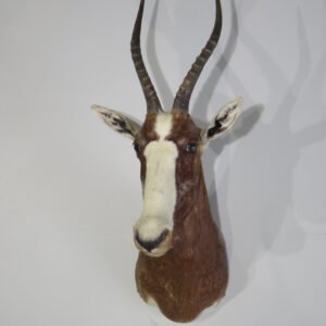 Buy African Taxidermy Mount