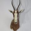 Buy African Taxidermy Mount