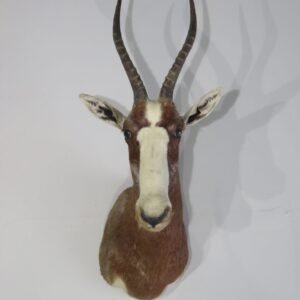 Buy African Taxidermy Mount