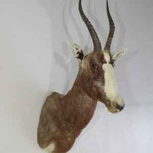 Buy African Taxidermy Mount