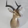Impala Taxidermy Mount Online