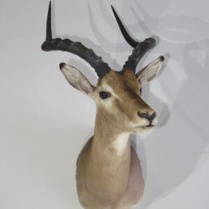 Impala Taxidermy Mount Online