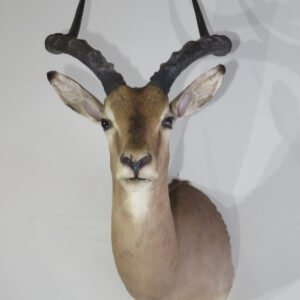 Impala Taxidermy Mount Online