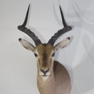 Impala Taxidermy Mount Online