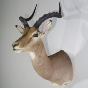 Impala Taxidermy Mount Online