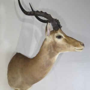 Impala Taxidermy Mount Online