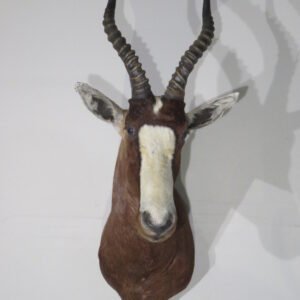 African Blesbok Shoulder Mount