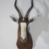 African Blesbok Shoulder Mount