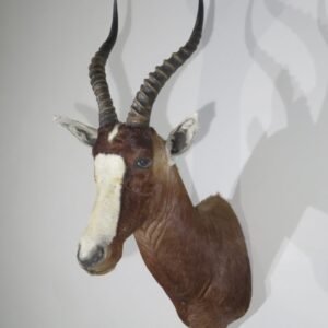 African Blesbok Shoulder Mount