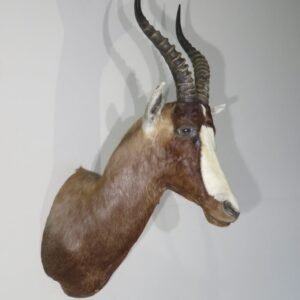 African Blesbok Shoulder Mount