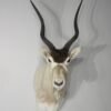 Addax Bull Taxidermy Mount