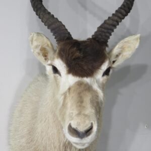 Alternative view of Addax Shoulder Taxidermy Mount For Sale X-140AD