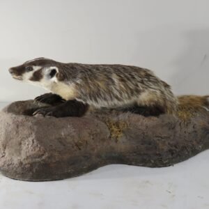 Life Size Taxidermy Mount