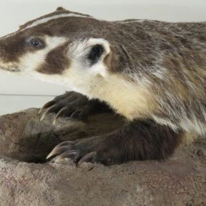 Life Size Taxidermy Mount