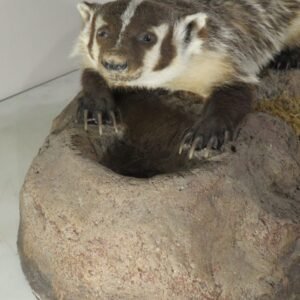 Life Size Taxidermy Mount