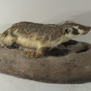 Life Size Taxidermy Mount