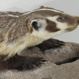 Life Size Taxidermy Mount