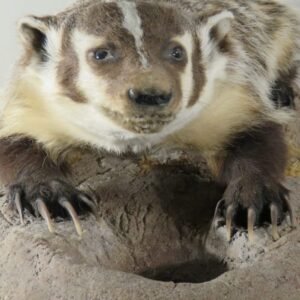 Life Size Taxidermy Mount