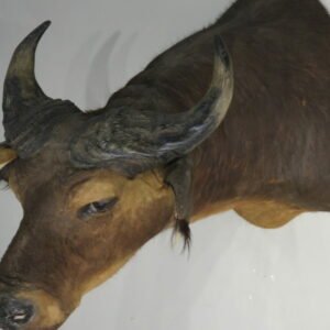 Taxidermy For Sale