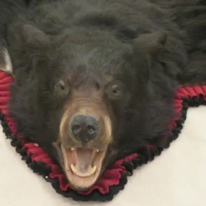 Black Bear Taxidermy