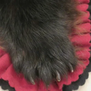 Black Bear Taxidermy