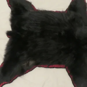 Black Bear Taxidermy