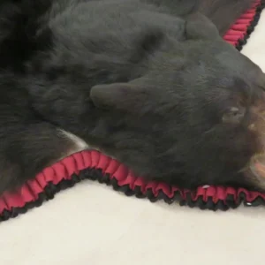 Black Bear Taxidermy