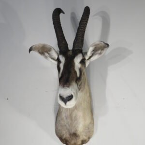 African Roan Taxidermy Online