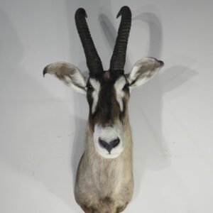 African Roan Taxidermy Online
