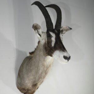 African Roan Taxidermy Online