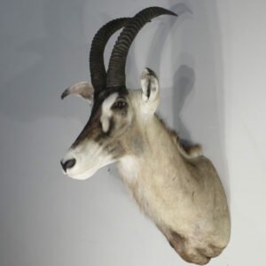 African Roan Taxidermy Online