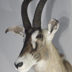 African Roan Taxidermy Online