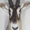 African Roan Taxidermy Online