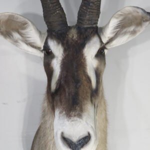 African Roan Taxidermy Online